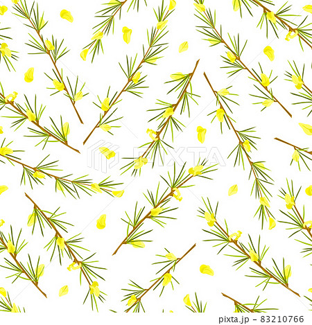 Rooibos herb on white isolated background seamless pattern. Stem with leaves and flowers. Rooibos tea. Vector cartoon illustration 83210766