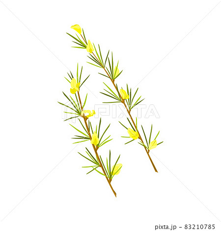 Rooibos herb on white isolated background. Stem with leaves and flowers. Rooibos tea. Vector cartoon illustration. 83210785