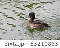 キンクロハジロ 83210863
