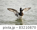 キンクロハジロのはばたき 83210870