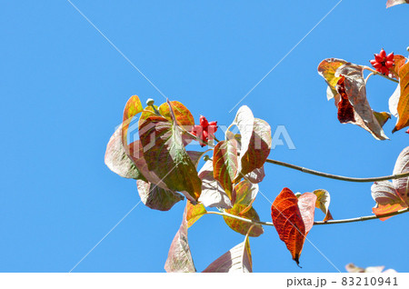 秋晴れと植物たち 83210941
