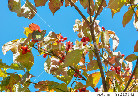 秋晴れと植物たち 83210942