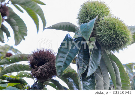 秋晴れと植物たち 83210943