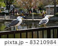 不忍池のウミネコ 83210984