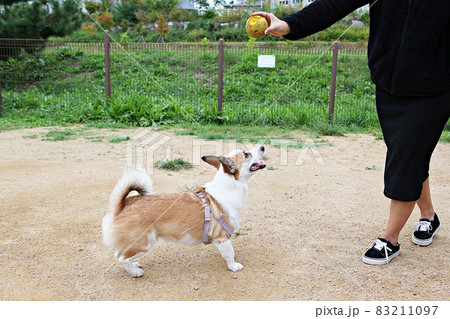 犬 子犬 本 83211097
