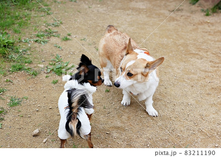 犬 子犬 本 83211190