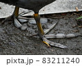 オオバンの弁足 83211240