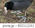 オオバンの弁足 83211241