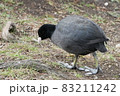 オオバン 83211242