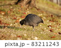 オオバン 83211243