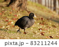オオバン 83211244