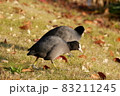 オオバン 83211245