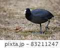 オオバン 83211247