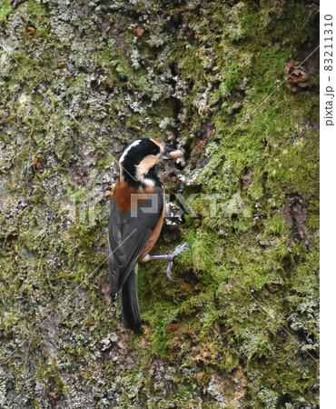 野尻高原大学村 木の実を食べるヤマガラ 野尻高原大学村 木の実を食べるヤマガラ 83211310