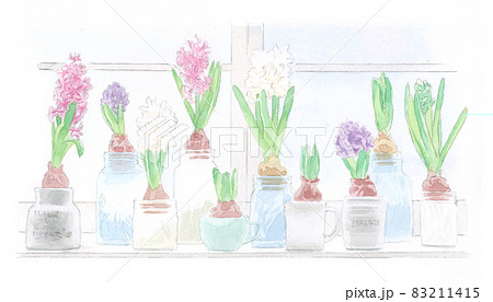 水彩：水栽培ヒヤシンスのイラスト素材 [83211415] - PIXTA
