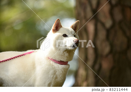 自然の中でおすましする柴犬 自然の中でおすましする柴犬 83211444