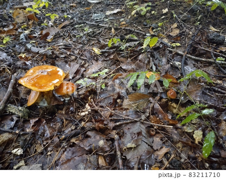 富士山の雨上がりに輝くハナイグチ / Slippery Jack Mushroom After Ra 83211710