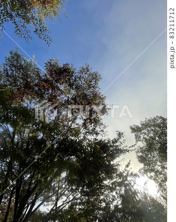 京都縦貫道　由良川サービスエリア　初秋の朝日が差し込む樹木 83211712