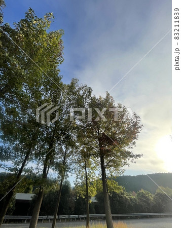 京都縦貫道　由良川サービスエリア　朝日に照らされる紅葉が始まった楓 83211839