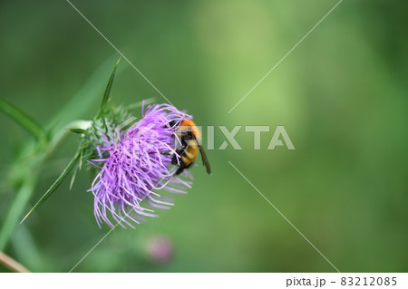 トラマルハナバチ(虎丸花蜂) トラマルハナバチ(虎丸花蜂) 83212085