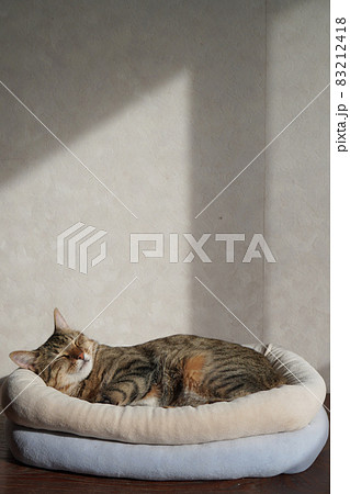 眠るキジトラ 眠るキジトラ 83212418