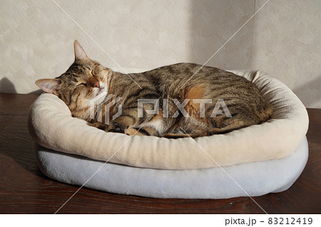 眠るキジトラ 眠るキジトラ 83212419