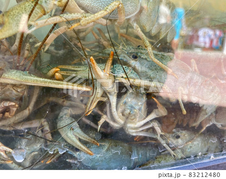 Live crayfish in aquarium. Crawfish in water 83212480