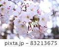 近くでみた桜の花 83213675