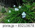 水色のハナニラ（イフェイオン）の花（全草） 83213678