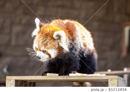 レッサーパンダ 83213856