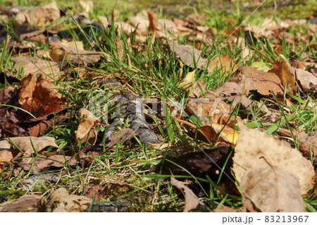 秋のイメージ　落ち葉 83213967