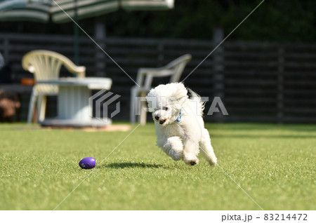 ドッグランで遊ぶトイプードル ドッグランで遊ぶトイプードル 83214472