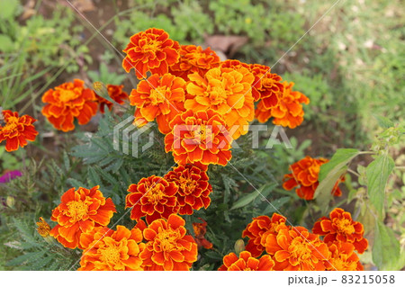 秋の庭に咲くjマリーゴールドのオレンジ色の花 秋の庭に咲くjマリーゴールドのオレンジ色の花 83215058