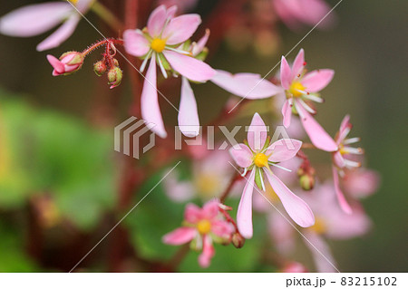 大文字草　ピンクの花 83215102