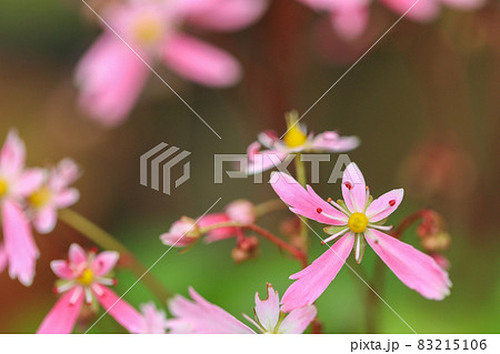 大文字草 ピンクの花 大文字草 ピンクの花 83215106