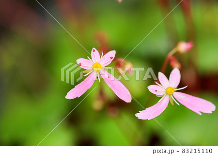 大文字草　ピンクの花 83215110