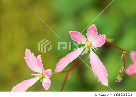 大文字草　ピンクの花 83215113