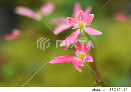 大文字草　ピンクの花 83215115