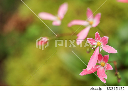 大文字草　ピンクの花 83215122