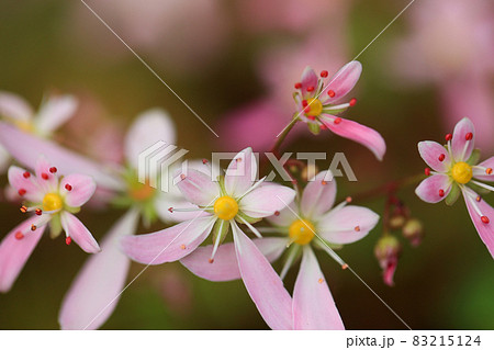 大文字草　ピンクの花 83215124