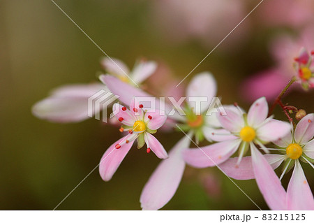 大文字草　ピンクの花 83215125