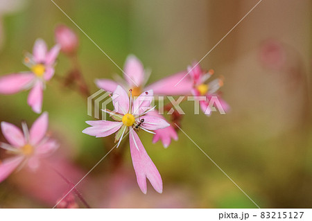 大文字草　ピンクの花 83215127