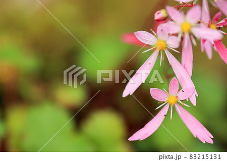 大文字草 ピンクの花の写真素材