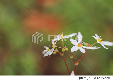 大文字草　白花 83215226