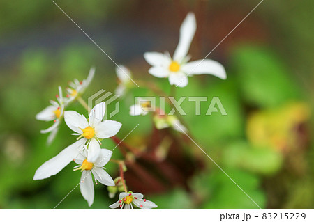 大文字草　白花 83215229