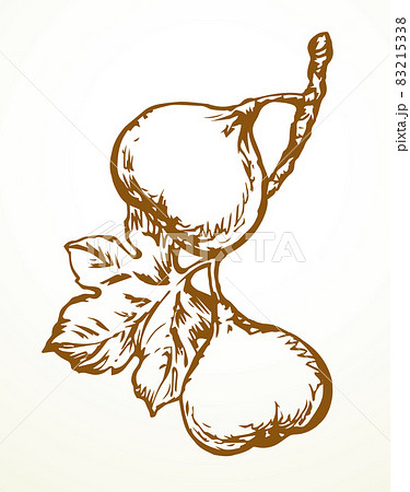 Figs on the branch. Vector drawing 83215338