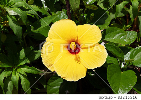 Yellow hibiscus flower blooming in the garden Yellow hibiscus flower blooming in the garden 83215516