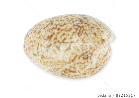 White dotted on brown shell on white background with clipping path 83215517