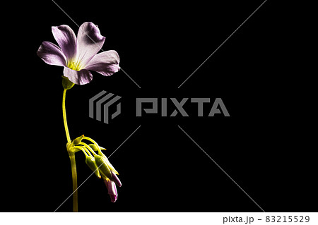 Pastel pink tiny flower on black background with clipping path 83215529