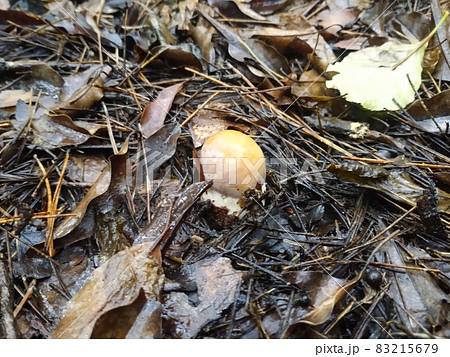 富士山の森に生えるショウゲンジ幼菌 / Young Shougenji Mushroom, Mt. 富士山の森に生えるショウゲンジ幼菌 / Young Shougenji Mushroom, Mt. 83215679